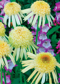 Echinacea 'Secret Joy'